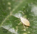 Pleotrichophorus gnaphalodes