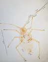 Pleotrichophorus gnaphalodes - photo 2