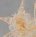 Pleotrichophorus gnaphalodes - photo 3