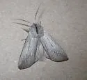 Pleromella opter - Hodges#10026 - Pleromella opter