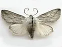 Pleromella opter - Hodges#10026 - photo 2