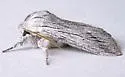 Pleromella opter - Hodges#10026 - photo 3