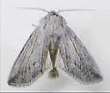 Pleromella opter - Hodges#10026 - photo 5