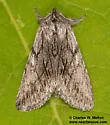 Pleromelloida arizonata - Hodges#10030