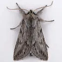 Pleromelloida arizonata - Hodges#10030 - photo 4