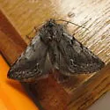 Pleromelloida bonuscula - Hodges#10029
