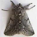 Pleromelloida bonuscula - Hodges#10029 - photo 2