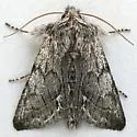 Pleromelloida bonuscula - Hodges#10029 - photo 4