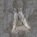 Ashy Pleromelloida - Hodges#10031 - photo 2
