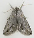 Ashy Pleromelloida - Hodges#10031 - photo 4