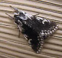 Pleromelloida conserta - Hodges#10027