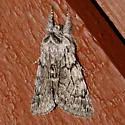 Pleromelloida conserta - Hodges#10027 - photo 2