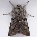 Pleromelloida conserta - Hodges#10027 - photo 4