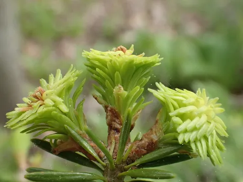 Balsam Shootboring Sawfly - photo 2