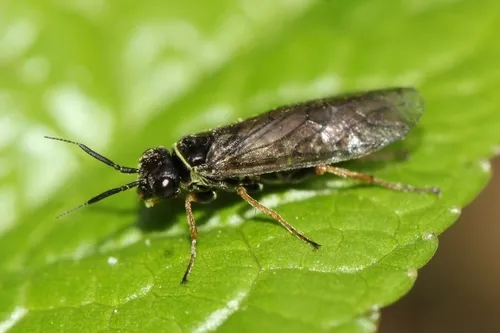 Pleroneura coniferarum