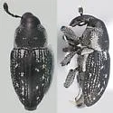 Plesiobaris aemula - Plesiobaris aemula