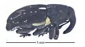 Plesiobaris albilata