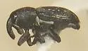 Plesiobaris disjuncta