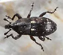 Plesiobaris t-signum
