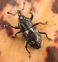 Plesiobaris t-signum - photo 4