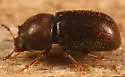 Plesiocis cribrum