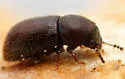 Plesiocis cribrum - photo 2
