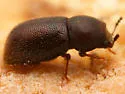 Plesiocis cribrum - photo 3