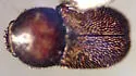 Plesiocis cribrum - photo 4