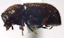 Plesiocis cribrum - photo 5