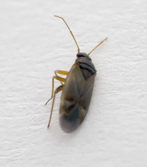 Plesiodema pinetella