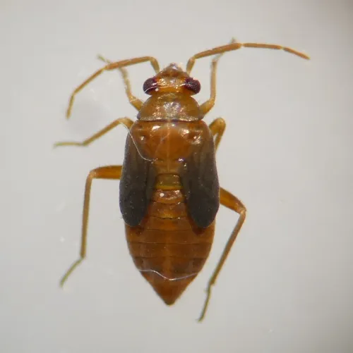 Plesiodema pinetella - photo 2
