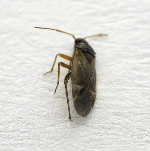 Plesiodema pinetella - photo 3