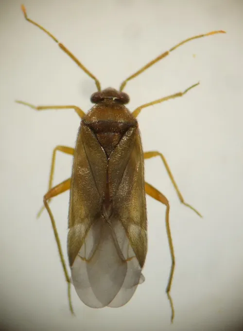 Plesiodema pinetella - photo 4