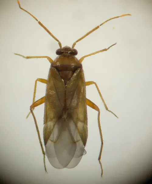 Plesiodema pinetella - photo 5