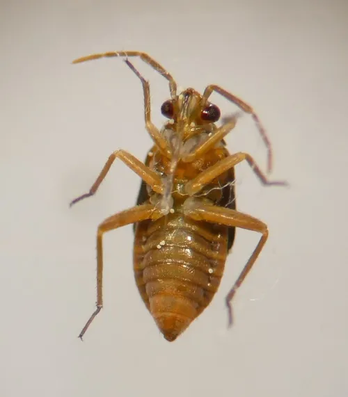 Plesiodema pinetella - photo 6