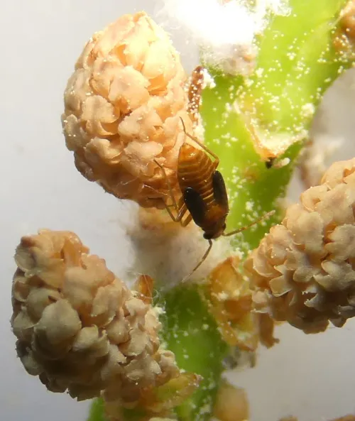 Plesiodema pinetella - photo 7