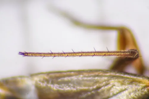 Plesiodema pinetella - photo 8