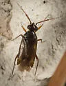 Plesiodema pinicolus - Plesiodema pinicolus