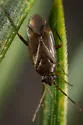 Plesiodema pinicolus - photo 2