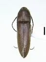 Plesiofornax punctata