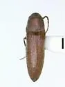 Plesiofornax punctata - photo 2