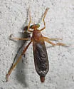 Plesiomma unicolor - photo 2