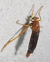 Plesiomma unicolor - photo 3
