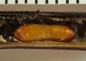 Plethochaeta varicolor - photo 3