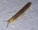 Pleuroloma cala