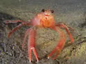 Red Crab