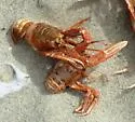 Red Crab - photo 2