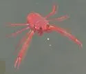 Red Crab - photo 3