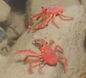 Red Crab - photo 4