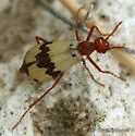 Pleuropasta mirabilis